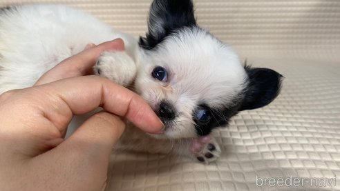 成約済の兵庫県のチワワ(ロングコート)-329754の3枚目